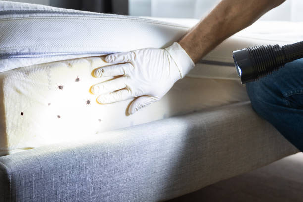 Best Termite Control Services  in Coalgate, OK