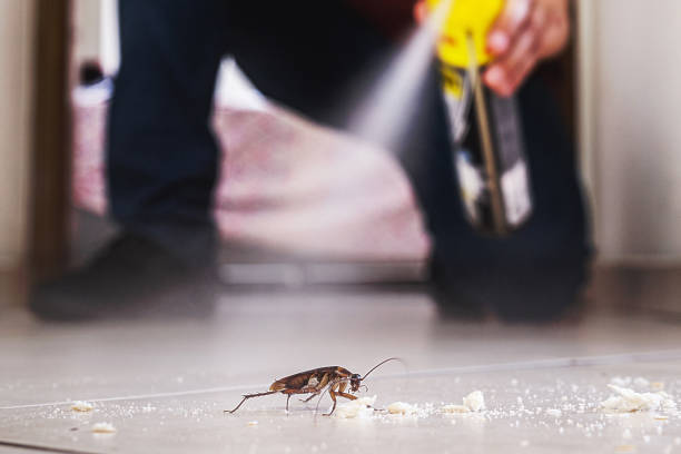 Best Termite Control Services  in Coalgate, OK